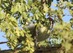 Pogoniulus pusillus pusillus