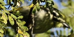 Pogoniulus pusillus pusillus