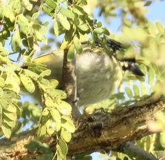Pogoniulus pusillus pusillus