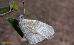 Anthocharis lanceolata