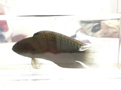 Labracinus cyclophthalmus