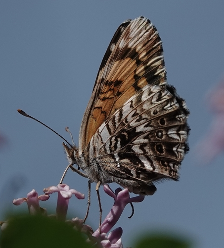 Gorgone Checkerspot photo 6