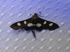 Desmia maculalis