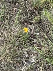 Thelesperma simplicifolium