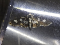 Desmia maculalis