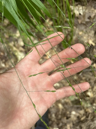 Image of Patis racemosa by (c) Henrique Pacheco, some rights reserved (CC BY)