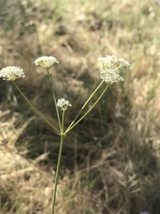 Perideridia pringlei