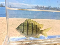 Abudefduf abdominalis