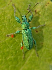 Phyllobius arborator