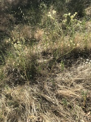 Perideridia pringlei