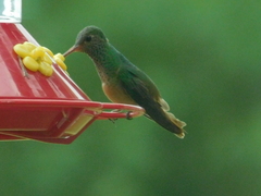 Amazilia yucatanensis