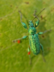 Phyllobius arborator