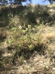 Perideridia pringlei