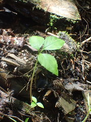 Arisaema stewardsonii