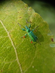 Phyllobius arborator