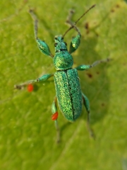 Phyllobius arborator
