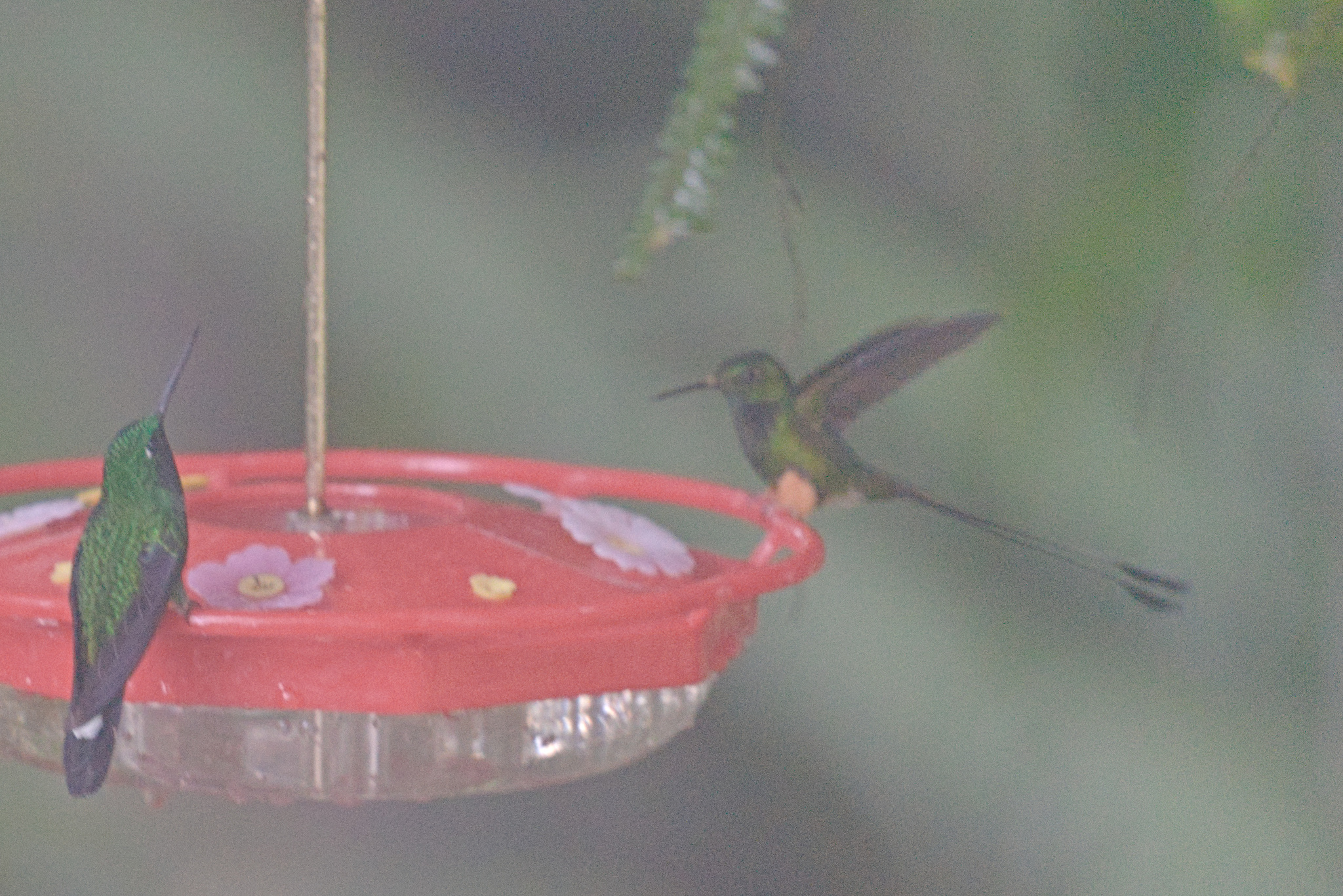 Rufous-vented Whitetip (Urosticte ruficrissa), photo 3