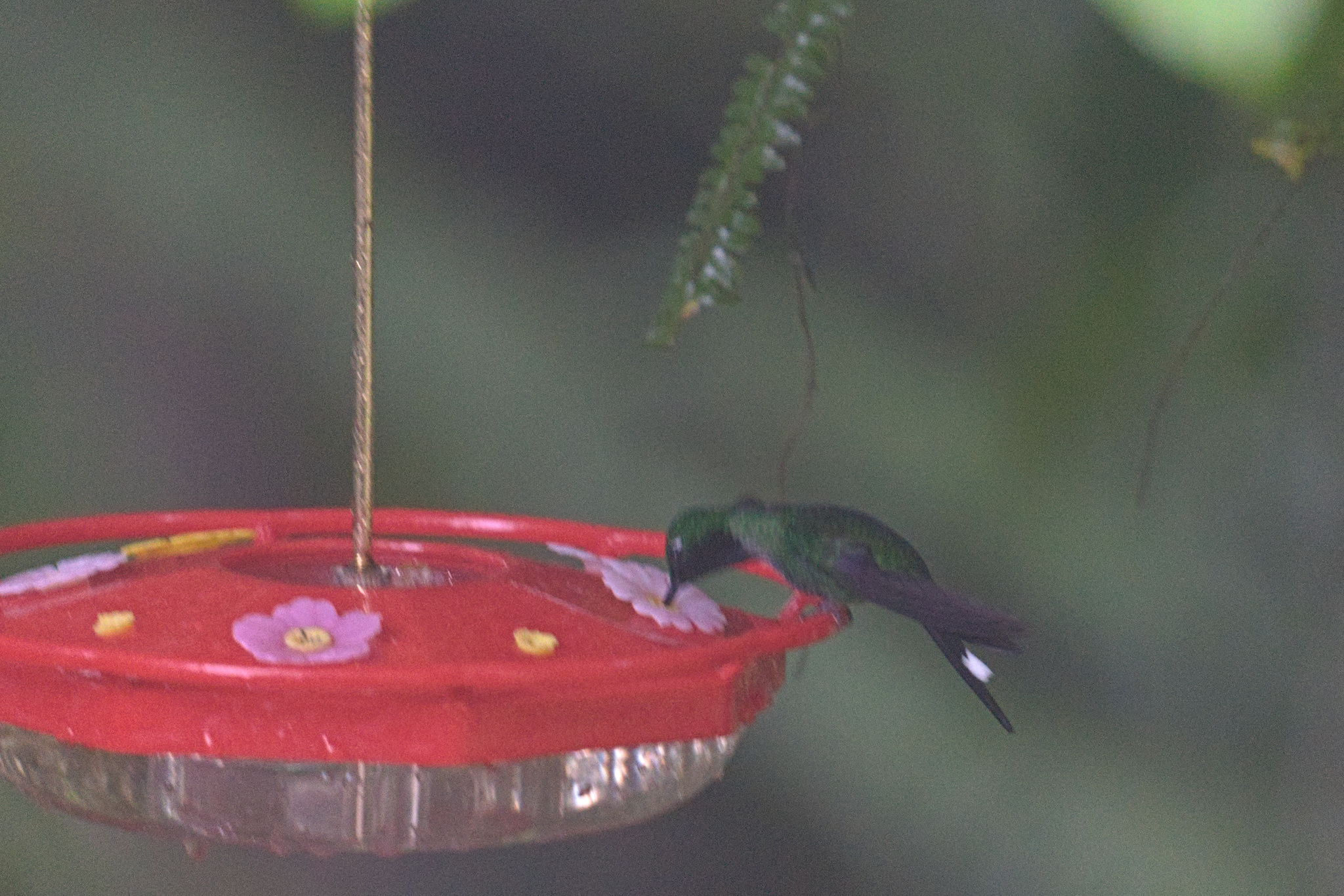 Rufous-vented Whitetip (Urosticte ruficrissa), photo 2