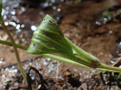 Arisaema stewardsonii