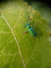 Phyllobius arborator