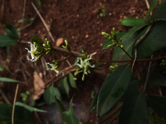 Ichnocarpus frutescens