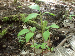 Arisaema stewardsonii