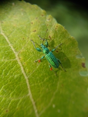Phyllobius arborator