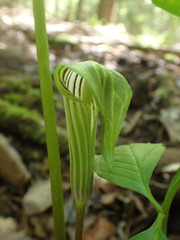 Arisaema stewardsonii