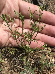 Apiastrum angustifolium