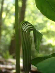 Arisaema stewardsonii