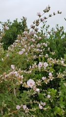 Malacothamnus fasciculatus catalinensis