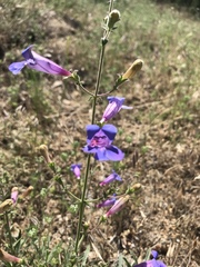 Penstemon laetus