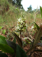 Ichnocarpus frutescens