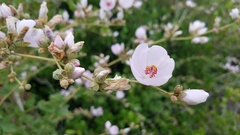 Malacothamnus fasciculatus catalinensis