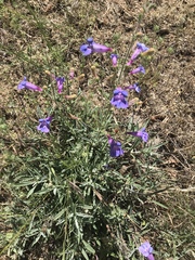 Penstemon laetus