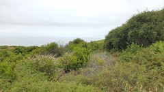 Malacothamnus fasciculatus catalinensis