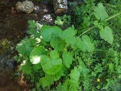 Valeriana pyrenaica