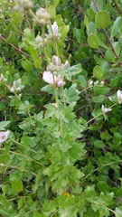 Malacothamnus fasciculatus catalinensis