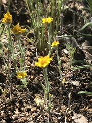 Eriophyllum ambiguum