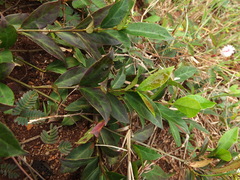 Ichnocarpus frutescens