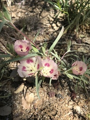 Clarkia speciosa polyantha