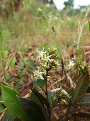 Ichnocarpus frutescens