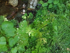 Valeriana pyrenaica