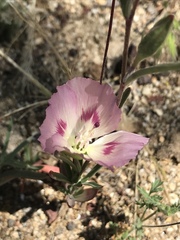 Clarkia speciosa polyantha