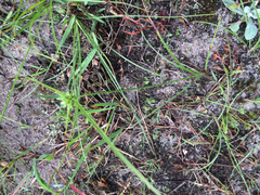 Cyperus lupulinus