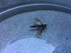 Pamponerus germanicus