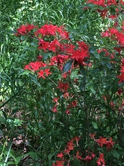Rhododendron calendulaceum