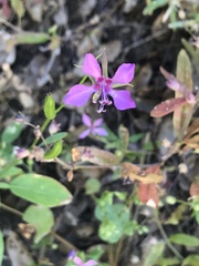 Clarkia rhomboidea