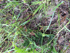 Cyperus lupulinus