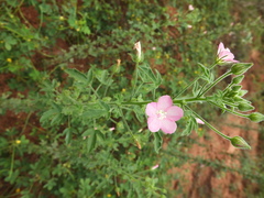 Pavonia zeylanica